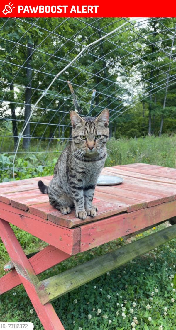 Lost Male Cat last seen seldom seen, Frankstown Township, PA 16648
