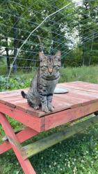 Lost Male Cat last seen seldom seen, Frankstown Township, PA 16648