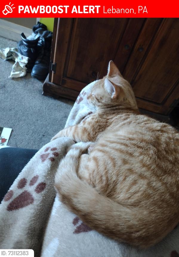 Lost Male Cat last seen Cornwall Road, Lebanon, PA 17042