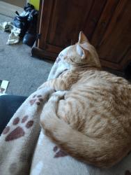 Lost Male Cat last seen Cornwall Road, Lebanon, PA 17042