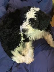 Found/Stray Male Dog last seen w 9th st newton nc, Newton, IA 50208