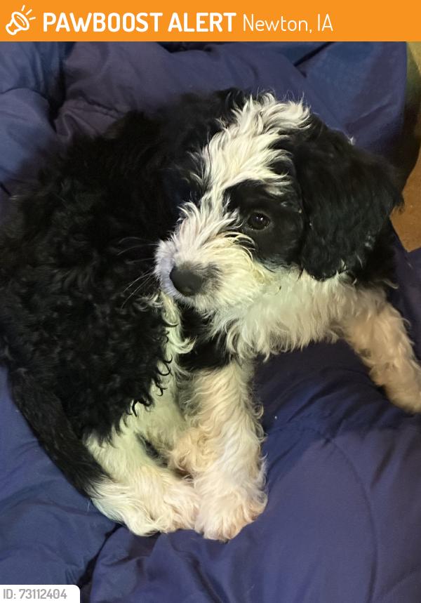 Found/Stray Male Dog last seen w 9th st newton nc, Newton, IA 50208