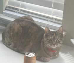 Reunited Female Cat last seen Robinson and 2499, Denton, TX 76210