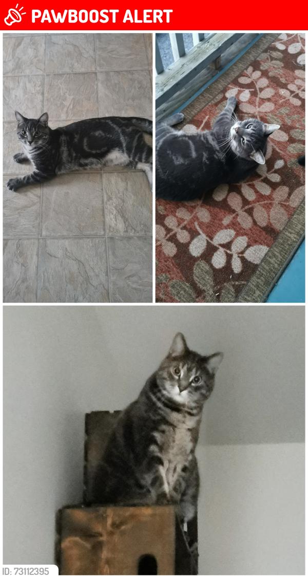 Lost Male Cat last seen Jeanne d'Arc / Larocque ave, Greater Sudbury, ON 
