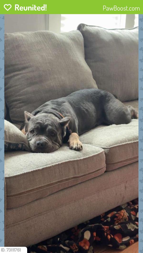 Reunited Female Dog last seen Jaycross and Morningside near black creek area, Wilson, NC 27893