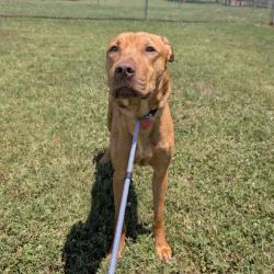Shelter Stray Male Dog last seen , 328 Furman Hall Rd, Greenville, SC 29609, USA