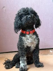 Reunited Female Dog last seen Libby Lake, Oceanside, CA 92057