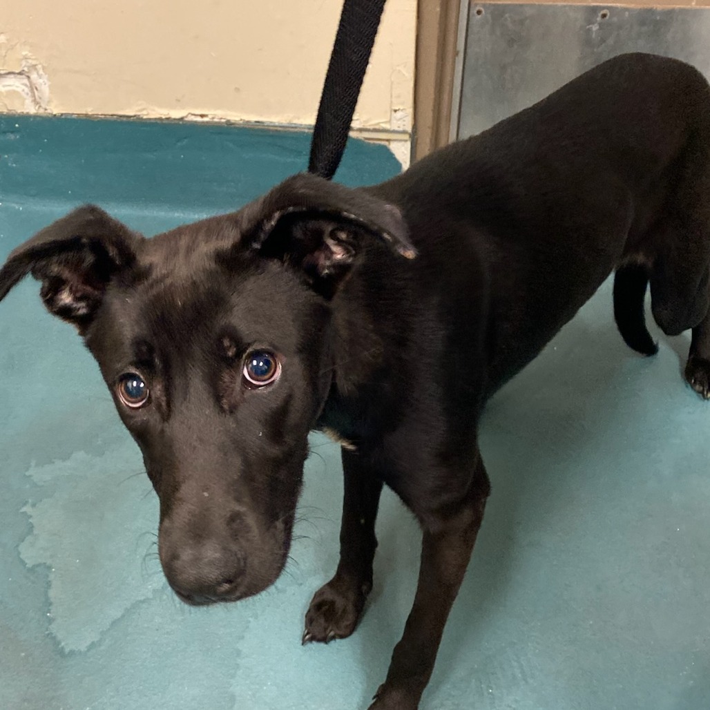 Shelter Stray Female Dog last seen , 2350 Appling City Cove, Memphis, TN 38133, USA