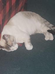 Reunited Female Cat last seen Yosemite drive and highway 173, Lake Arrowhead, CA 92352