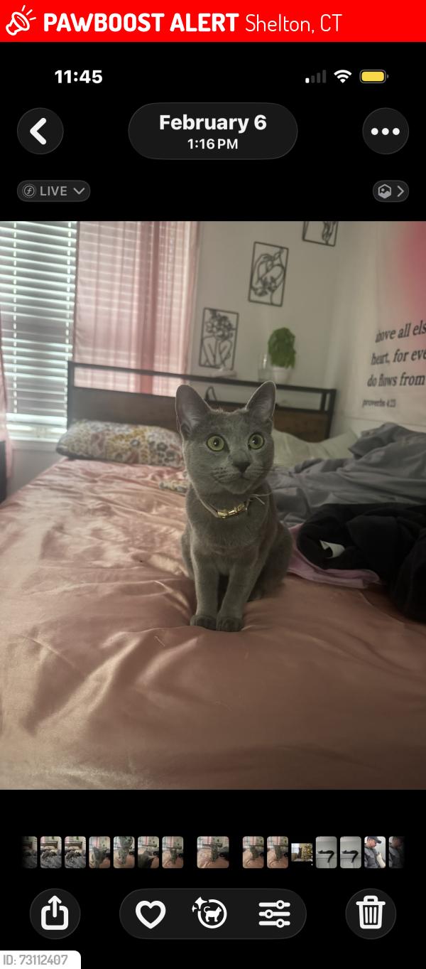 Lost Female Cat last seen constitution blvd south, Shelton, CT 06484