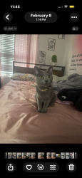 Lost Female Cat last seen constitution blvd south, Shelton, CT 06484