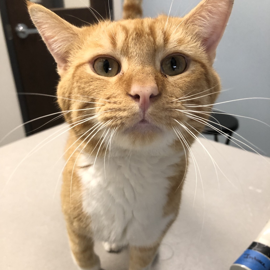 Shelter Stray Male Cat last seen , 1013 Garfield St, Oak Park, IL 60304, USA