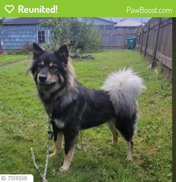 Reunited Unknown Dog last seen 17th St and Walnut St, Everett, WA 98201