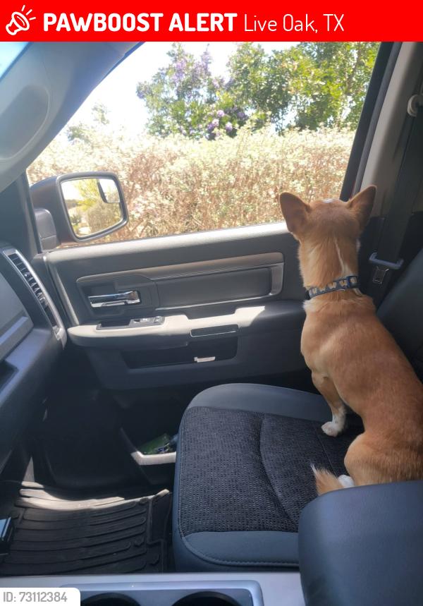 Lost Male Dog last seen Near Brownstone Street, Live Oak, TX, USA, Live Oak, TX 78233