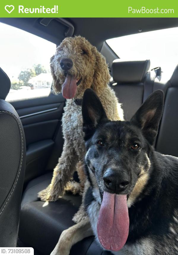Reunited Female Dog last seen Barnard St, 94806, Richmond, CA 94806