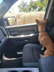 Lost Male Dog last seen Near Brownstone Street, Live Oak, TX, USA, Live Oak, TX 78233