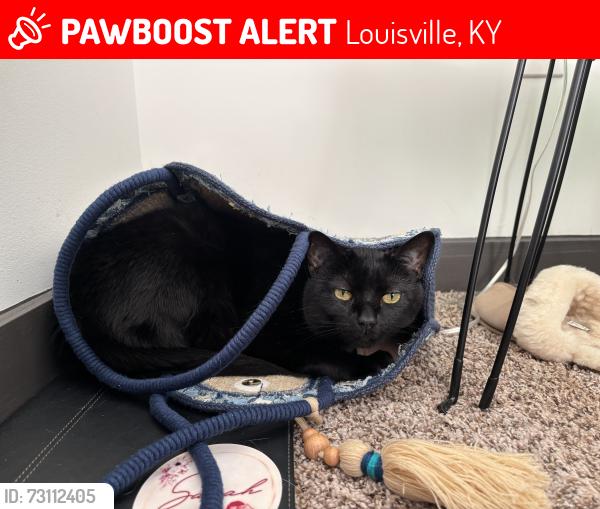 Lost Male Cat last seen Westport Road, Sawyer East End apmts, Tom Sawyer Park, Louisville, KY 40241