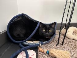 Lost Male Cat last seen Westport Road, Sawyer East End apmts, Tom Sawyer Park, Louisville, KY 40241