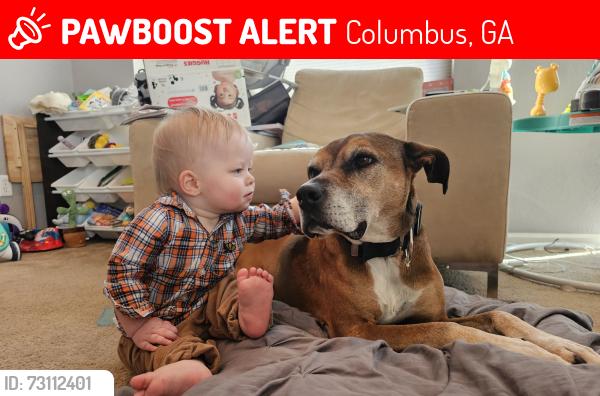 Lost Male Dog last seen Wesley Heights Elementary school, Olivia Lane & Winfield Lane, Columbus, GA 31907