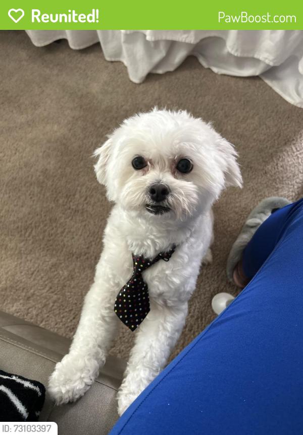 Reunited Male Dog last seen Miami Street - Off College Park Road, Ladson, SC 29456