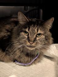 Reunited Unknown Cat last seen Andrea Drive, Brunswick, OH 44212