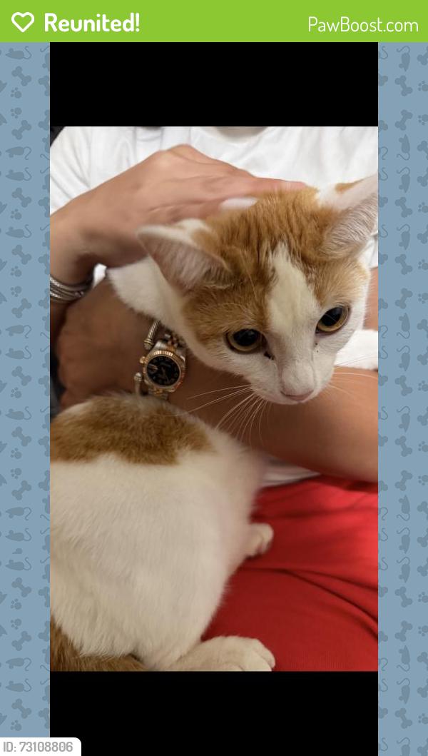 Reunited Female Cat last seen Near Woodfern, Irvine, CA 92614, USA, Irvine, CA 92614