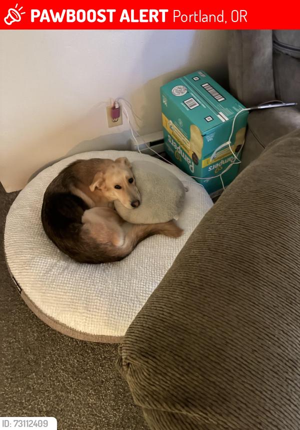 Lost Female Dog last seen SE 92nd ave and SE Foster rd, Portland, OR 97266