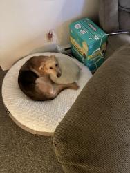 Lost Female Dog last seen SE 92nd ave and SE Foster rd, Portland, OR 97266
