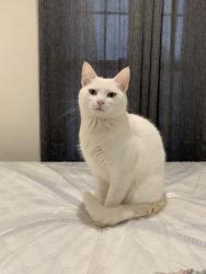 Reunited Female Cat last seen Near Arroyo Ave, Pomona, CA 91768, USA, Pomona, CA 91768