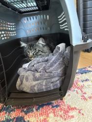 Reunited Male Cat last seen Rock springs, San Marcos, CA 92069
