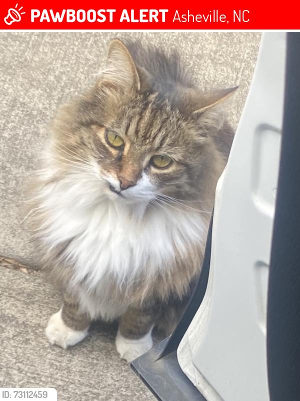Lost Male Cat last seen Old Fairview, Ridgecrest Road, Asheville, NC 28803