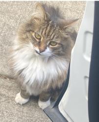 Lost Male Cat last seen Old Fairview, Ridgecrest Road, Asheville, NC 28803