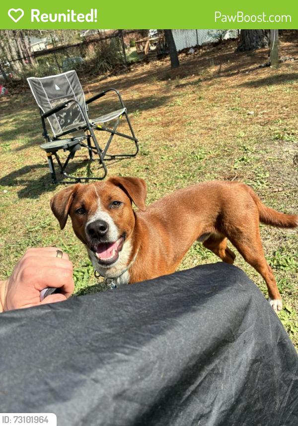 Reunited Male Dog last seen Rodger’s drive, Fayetteville, NC 28303