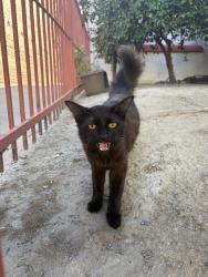 Found/Stray Unknown Cat last seen Across the street from Jons near an apmt, Los Angeles, CA 90004