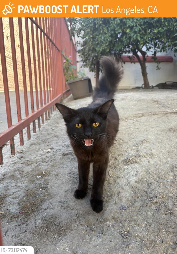Found/Stray Unknown Cat last seen Across the street from Jons near an apmt, Los Angeles, CA 90004