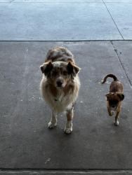 Reunited Female Dog last seen W Charleston S Jones, Las Vegas, NV 89107