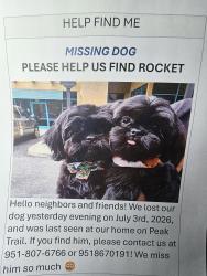 Lost Male Dog last seen Goetz, Perris, CA 92570