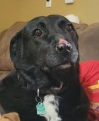 Reunited Male Dog last seen Cliffrose & Artissima, Los Lunas, NM 87031