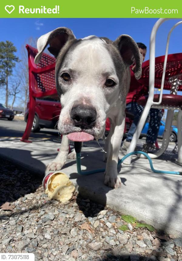 Reunited Male Dog last seen Near jalee dr, Richmond, VA 23234