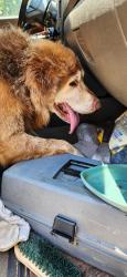 Found/Stray Unknown Dog last seen High point university campus, High Point, NC 27260