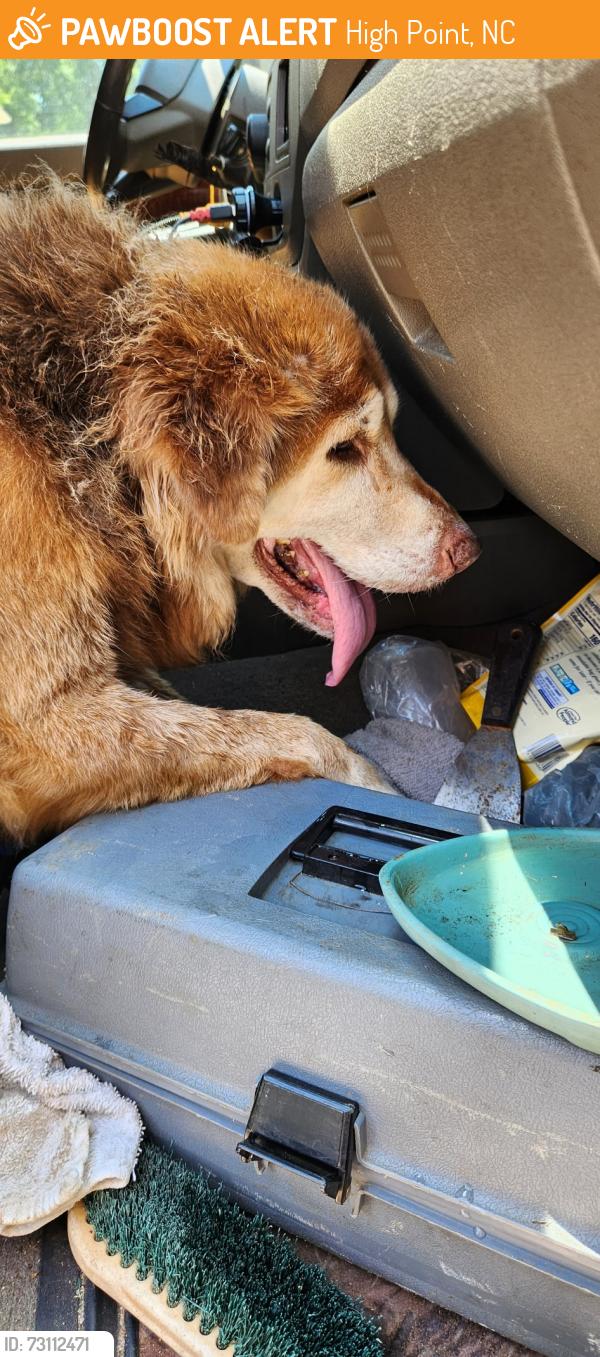 Found/Stray Unknown Dog last seen High point university campus, High Point, NC 27260