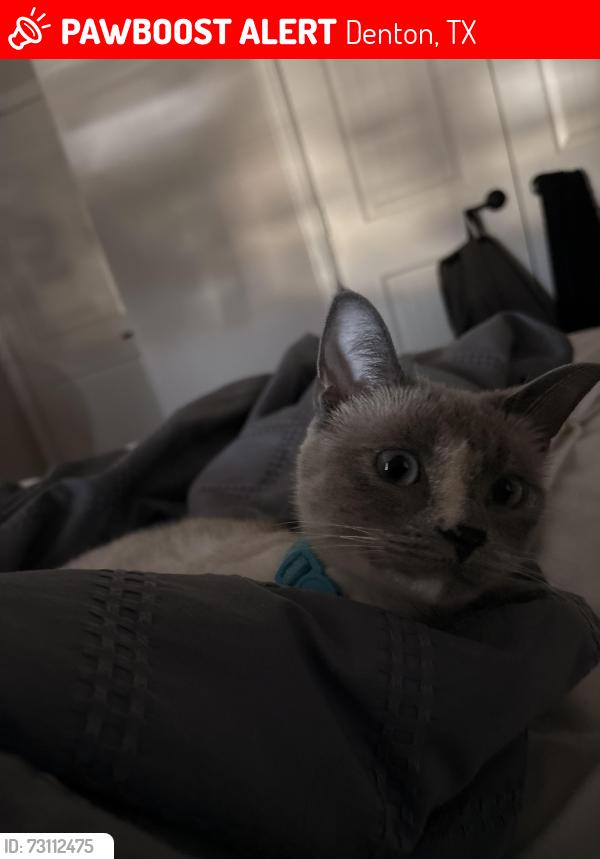 Lost Female Cat last seen In the hse, Denton, TX 76209