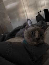 Lost Female Cat last seen In the hse, Denton, TX 76209