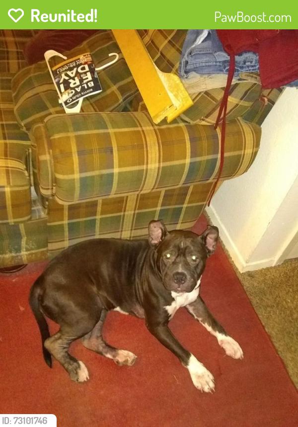Reunited Female Dog last seen Hwy 21 and 15th Street, Bryan, TX 77803