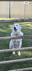 Reunited Male Dog last seen Cow palace road near cornerstone elementary school, Baxter, TN 38544