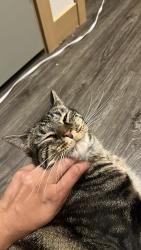Reunited Male Cat last seen Insignia Loop and East Broad Street, East Bremerton, Bremerton, WA 98310