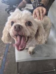 Reunited Female Dog last seen Telephone/ Tellepsen, Houston, TX 77023