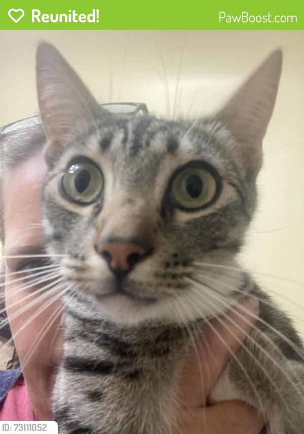 Reunited Male Cat last seen Adams Ave, San Diego, CA 92116