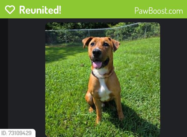 Reunited Male Dog last seen miller rd and warm springs, Columbus, GA 31909