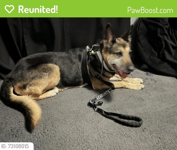 Reunited Female Dog last seen Near Magnolia Ave, Los Angeles, CA 90007, USA, Los Angeles, CA 90007